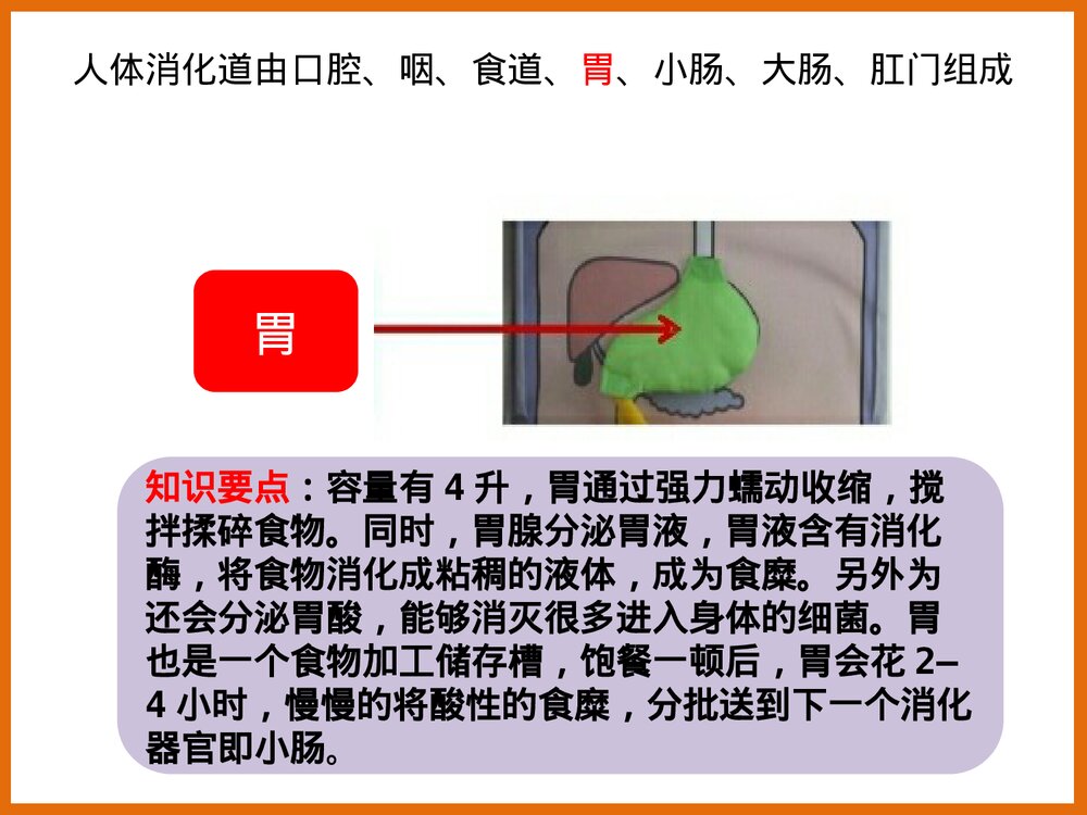 下消化道组成结构PPT课件下载5