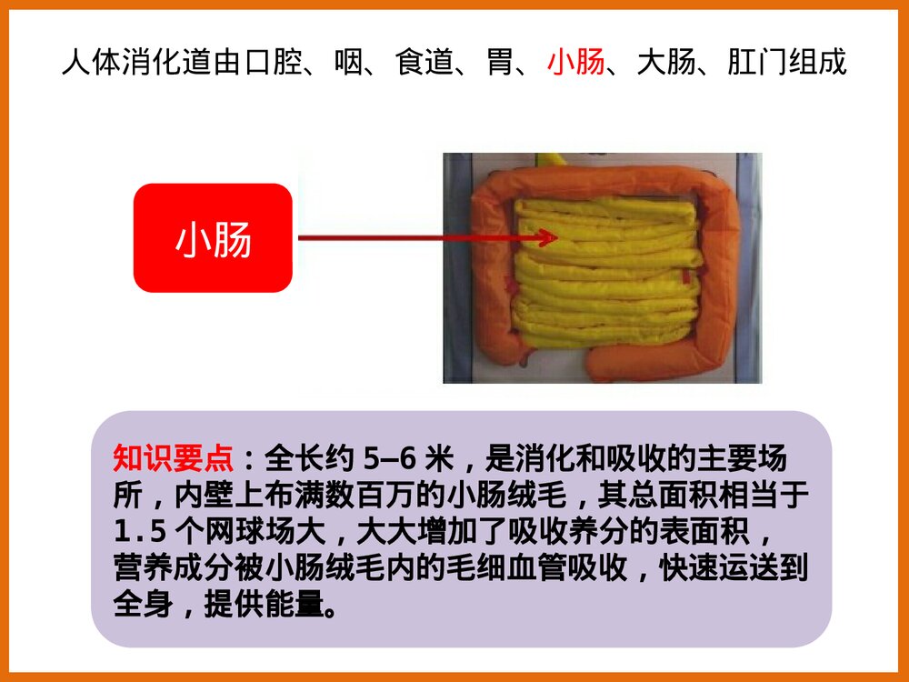 下消化道组成结构PPT课件下载6