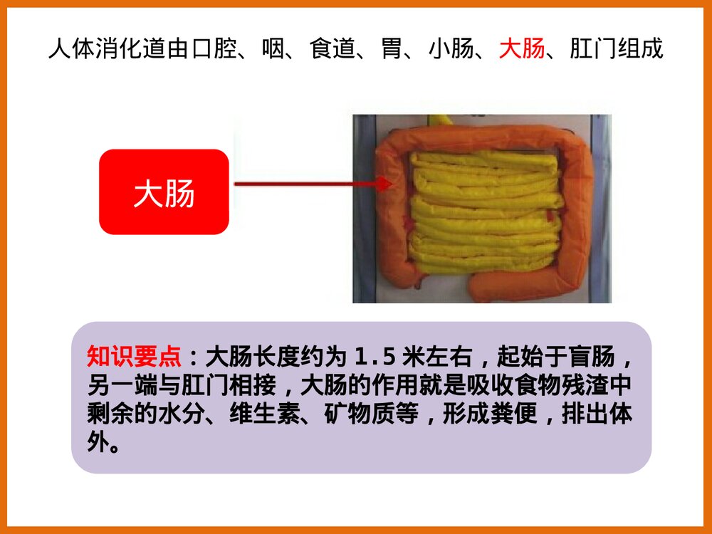 下消化道组成结构PPT课件下载7
