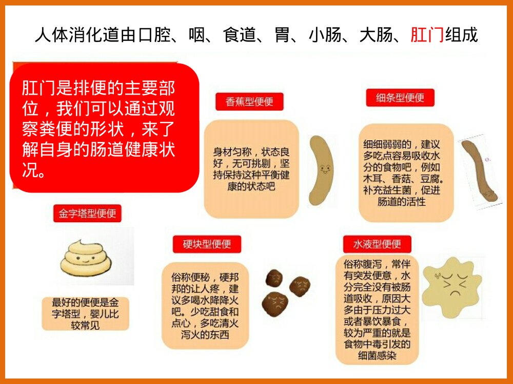 下消化道组成结构PPT课件下载8