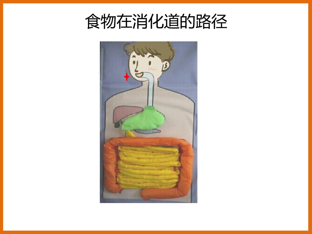 下消化道组成结构PPT课件下载9