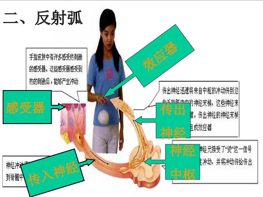 神经调节的基本方式PPT课件下载9