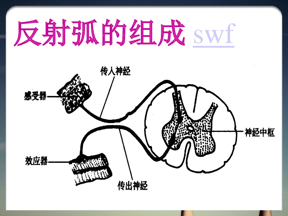 神经调节的基本方式PPT课件下载10