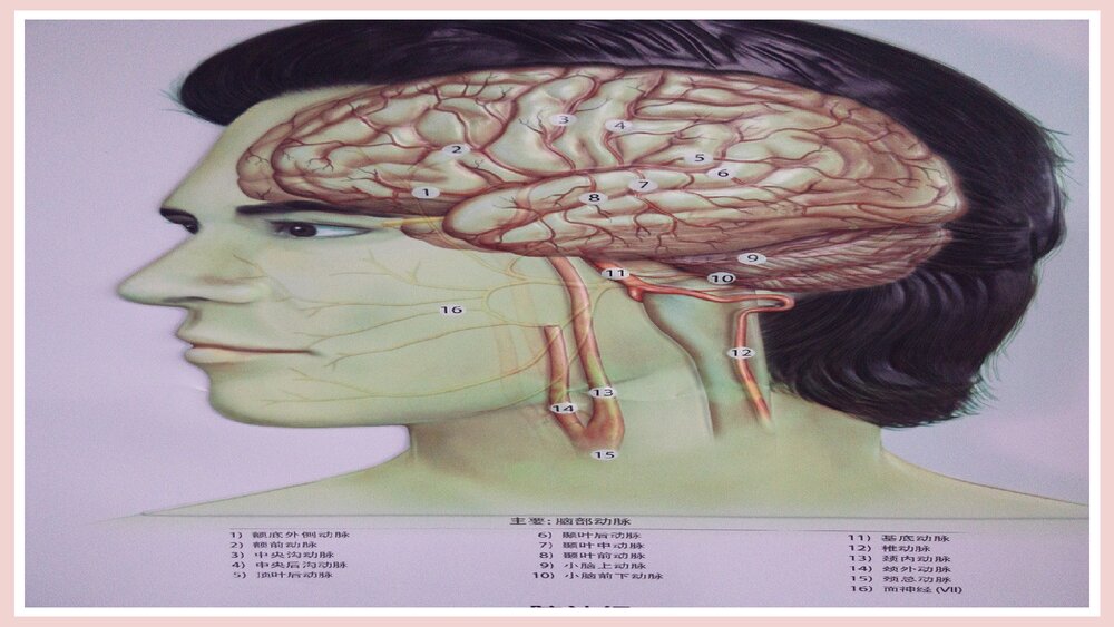 (神经内科)TIA患者的护理PPT课件下载5
