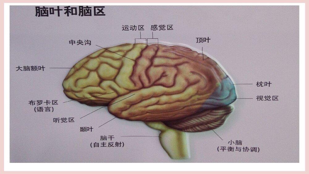 (神经内科)TIA患者的护理PPT课件下载6