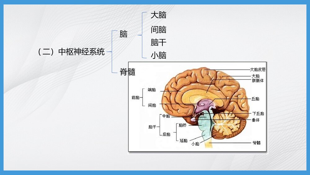 神经系统疾病病人的护理PPT课件下载3