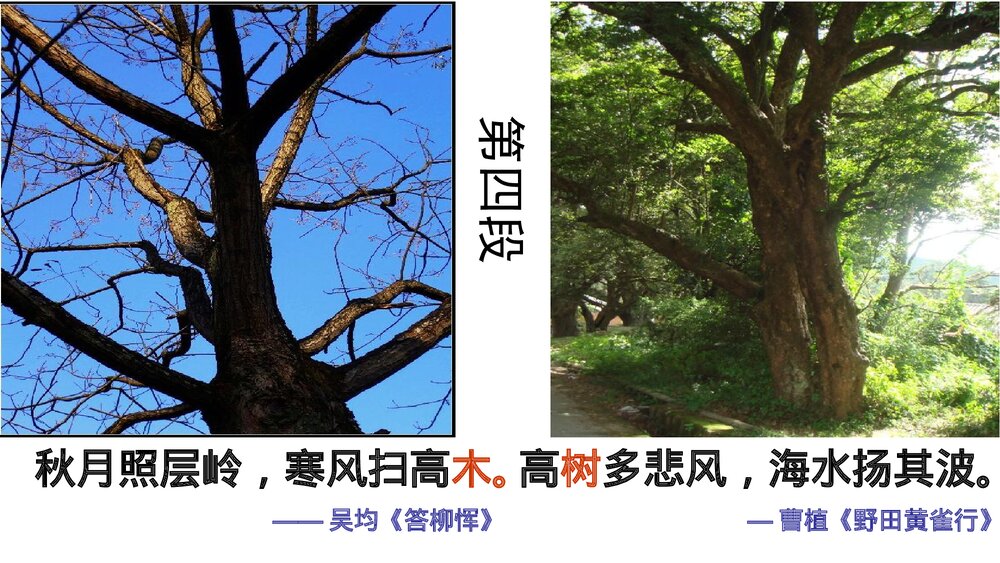 《说“木叶”》统编版高中语文必修二PPT课件10