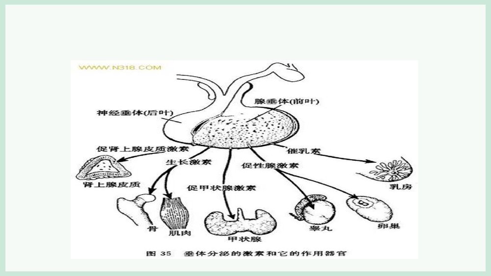 席汉氏综合征PPT课件下载 6