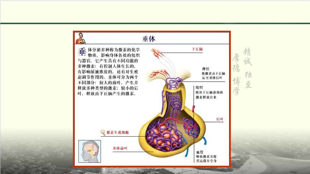 席汉氏综合征ppt课件4