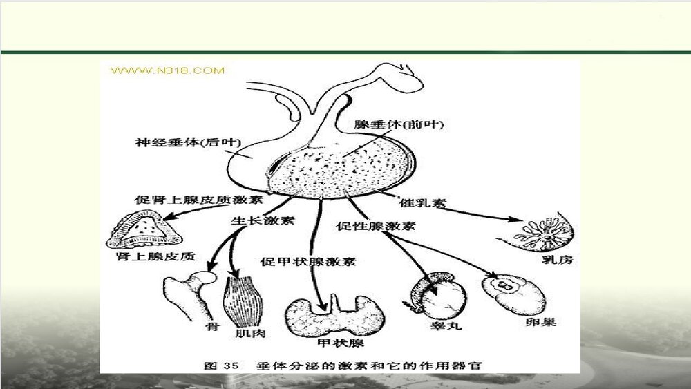 席汉氏综合征ppt课件6