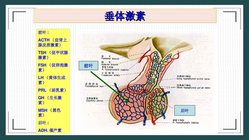 席汉氏综合征治疗护理PPT课件5