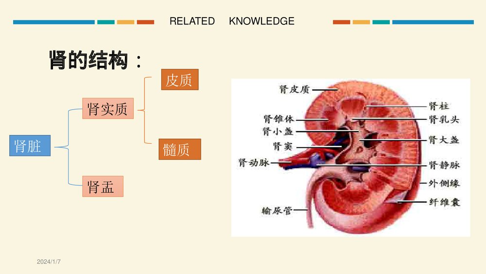 经皮肾镜超声碎石取石手术护理查房PPT课件9
