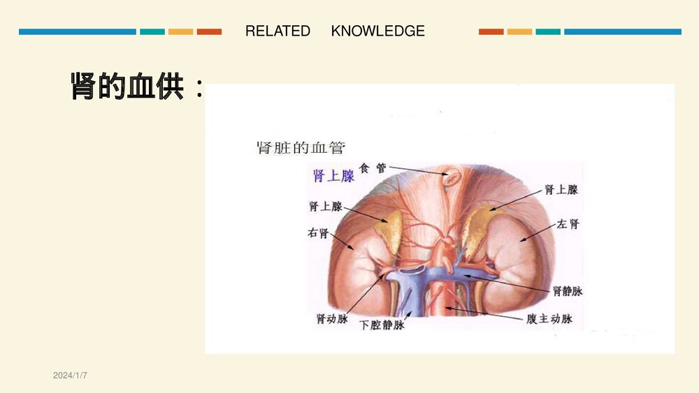 经皮肾镜超声碎石取石手术护理查房PPT课件10