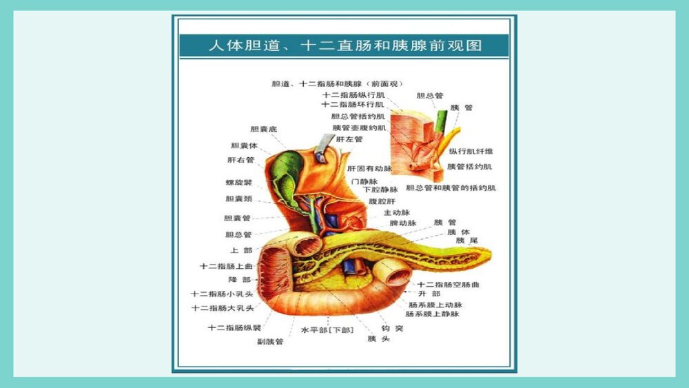 胰腺损伤护理PPT课件下载5