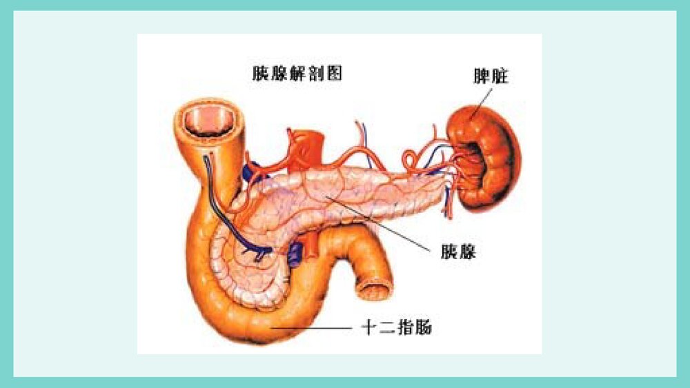 胰腺损伤护理PPT课件下载6