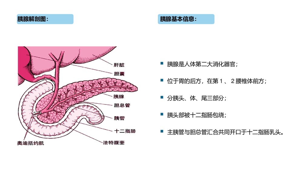 急性胰腺炎护理查房PPT课件下载7