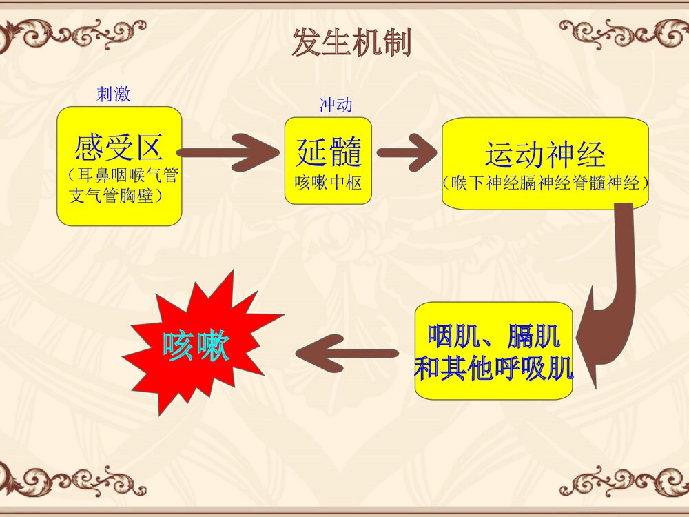 咳嗽咳痰PPT课件下载4