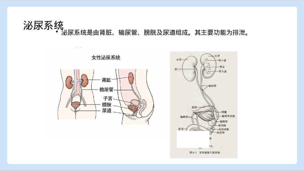 男性导尿术PPT课件下载3