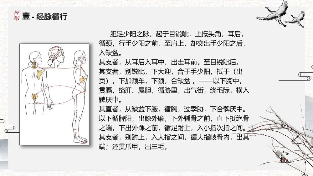 中医足少阳胆经详解PPT课件下载4