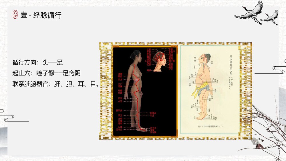 中医足少阳胆经详解PPT课件下载5