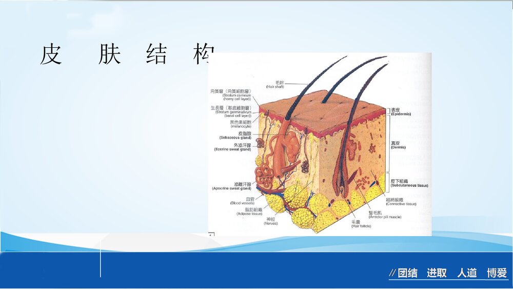 烧伤急救处理ppt课件下载9