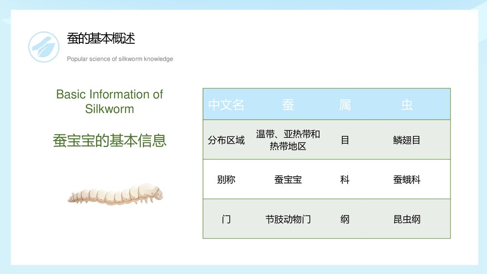 中小学生蚕知识科普宣传主题班会PPT课件下载4