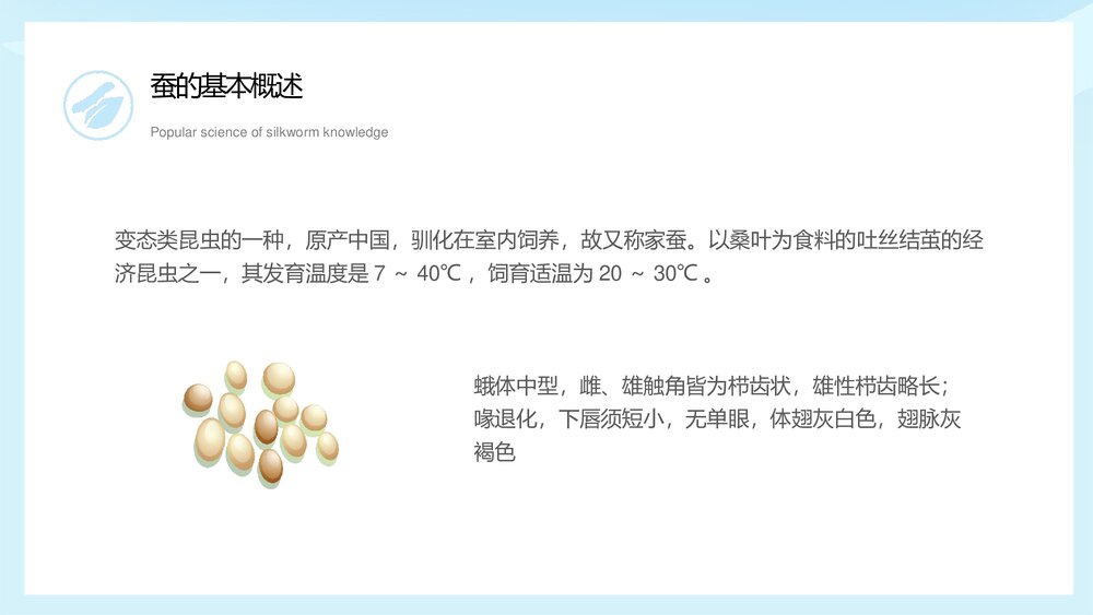 中小学生蚕知识科普宣传主题班会PPT课件下载5