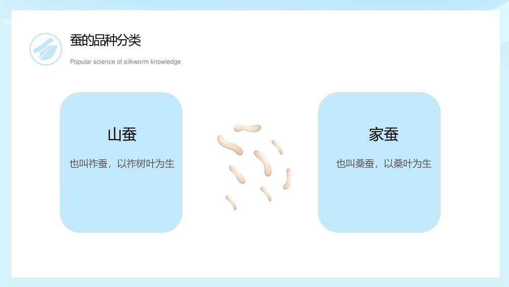 中小学生蚕知识科普宣传主题班会PPT课件下载8