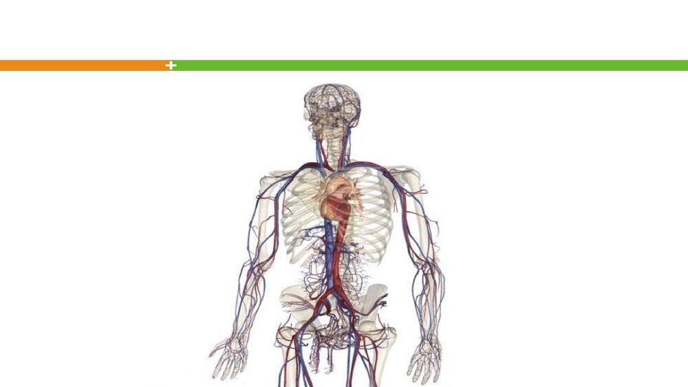轻松看懂尿常规化验单PPT课件3