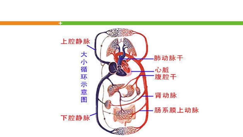 轻松看懂尿常规化验单PPT课件4