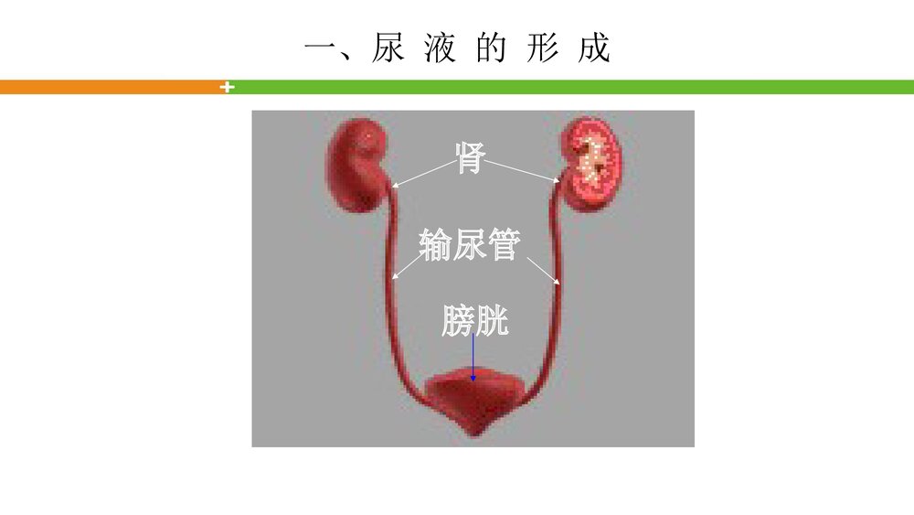 轻松看懂尿常规化验单PPT课件5