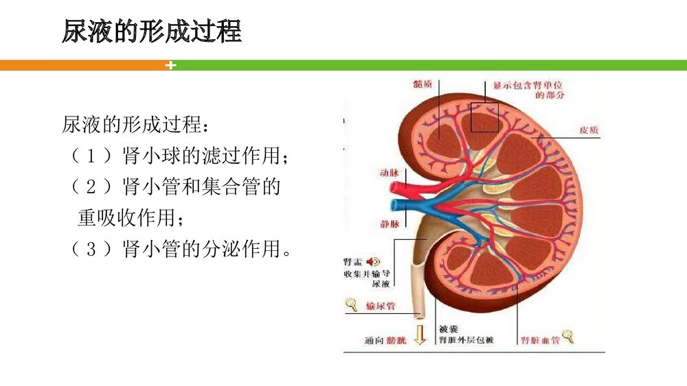 轻松看懂尿常规化验单PPT课件6