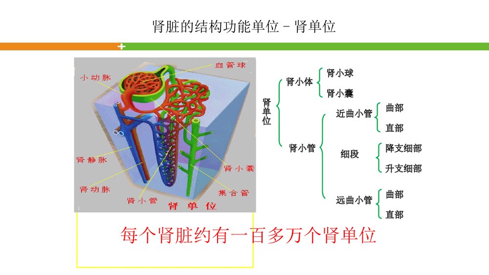 轻松看懂尿常规化验单PPT课件7