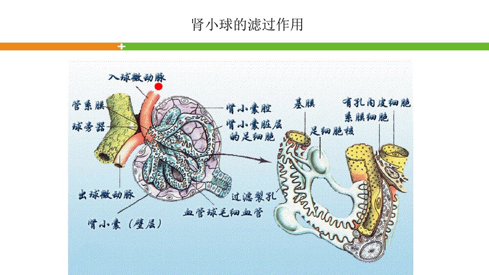 轻松看懂尿常规化验单PPT课件8