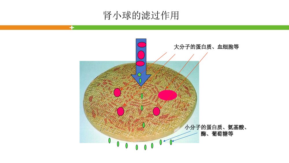 轻松看懂尿常规化验单PPT课件9
