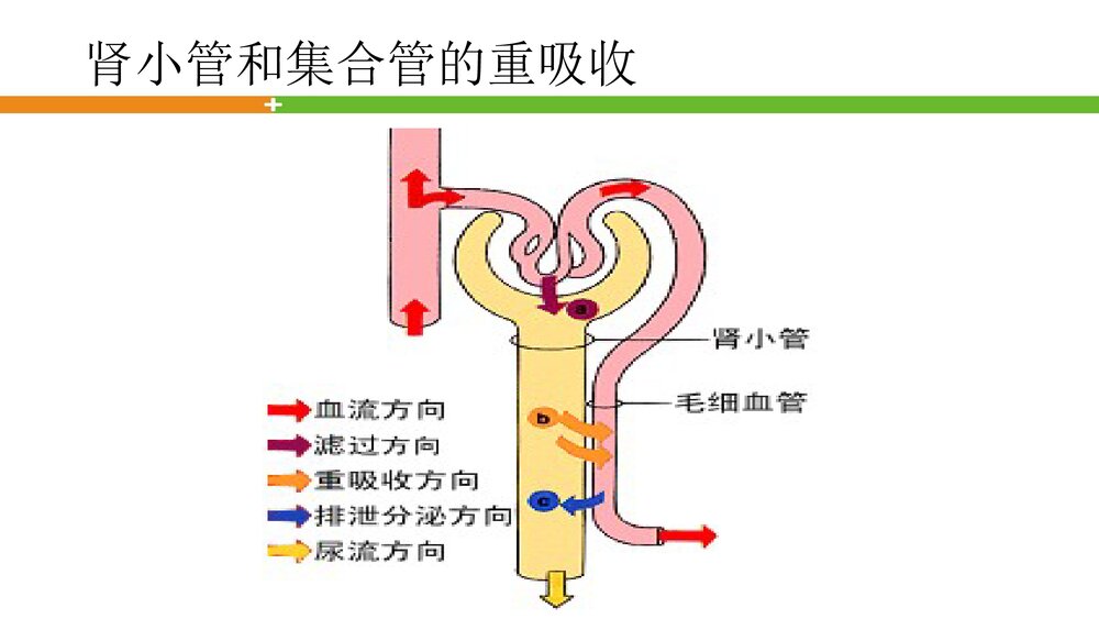轻松看懂尿常规化验单PPT课件10