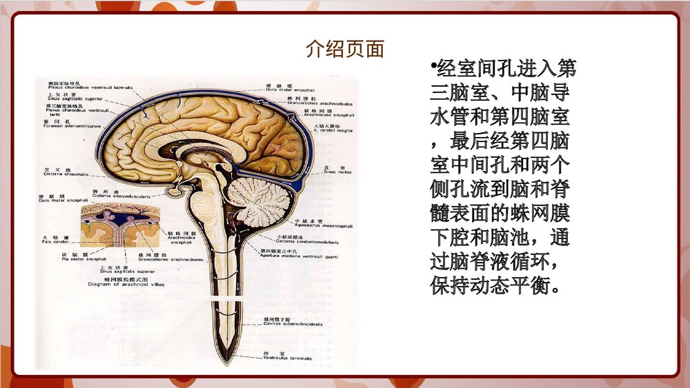 腰大池引流的护理PPT课件下载5