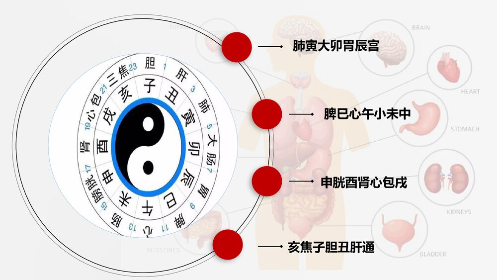 中医养生中医十二时辰对应脏腑图身体健康管理方案PPT3